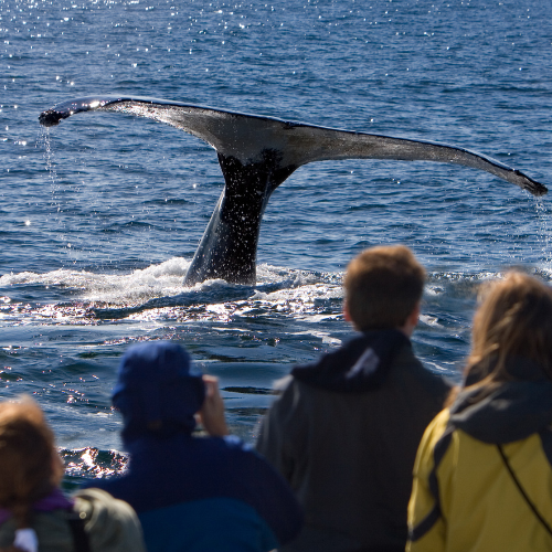 Whale watching Albany - what to do albany wa