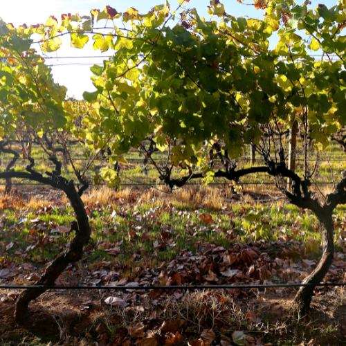 Visit Margaret river wineries