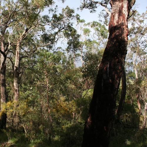 Southern Forests -Pemberton Gloucester Tree