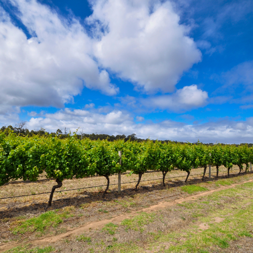 Wineries Margaret River - Explore wine tastings in the region
