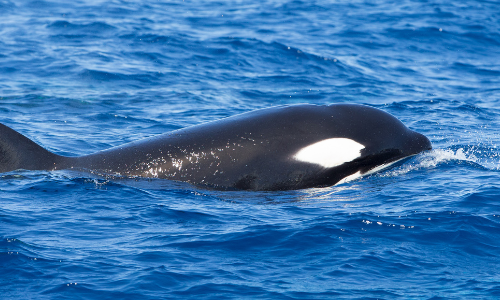 Whale watching Bremer Bay Bremer Bay Whale Watching - See the orcas